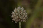 Southern rattlesnake master